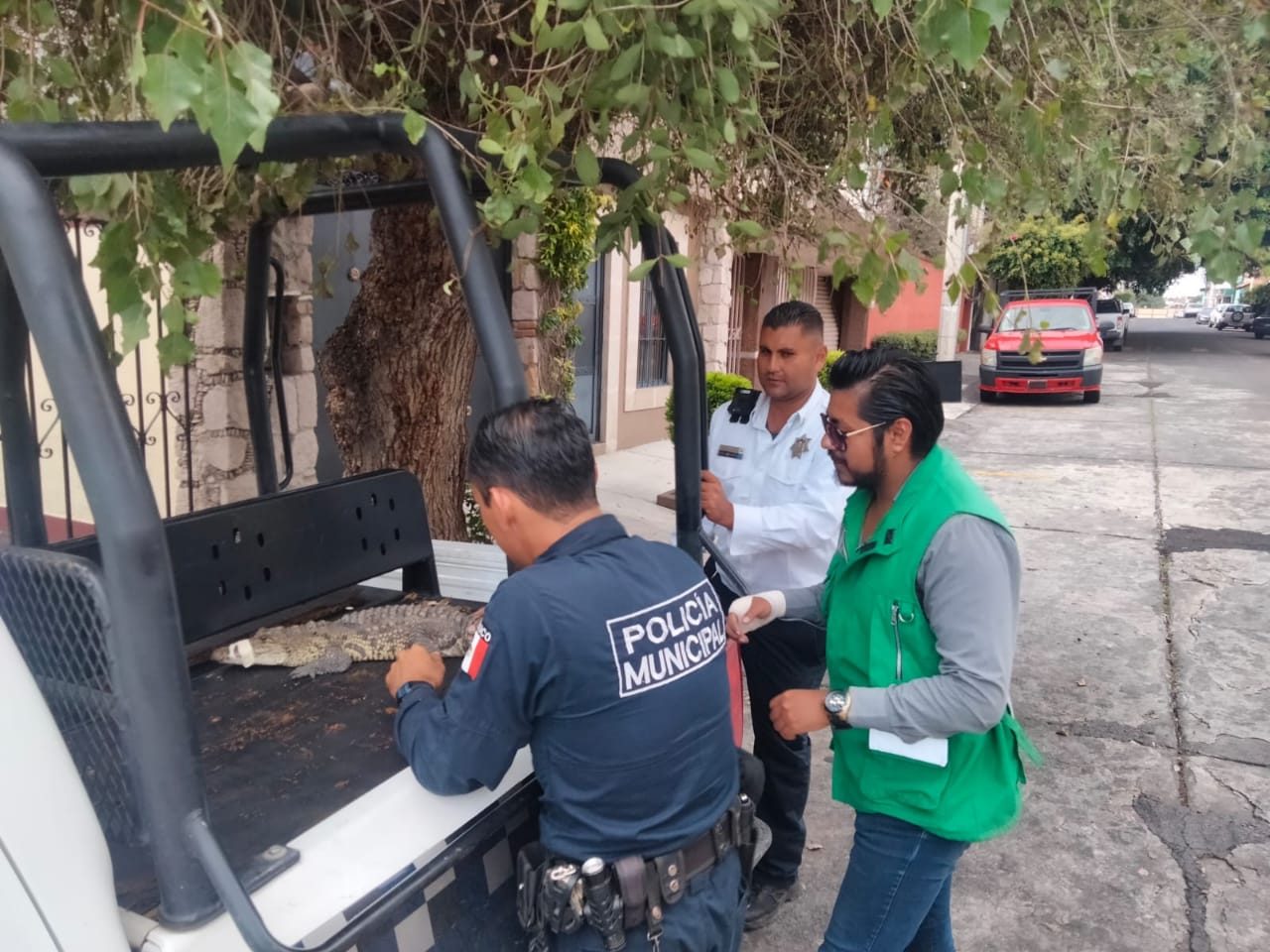 Policía Morelia resguarda cocodrilo y detiene a sujeto por su posesión