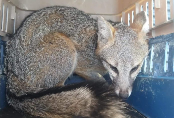 Protección Civil realiza rescate de cachorro de Zorro, en Chilchota