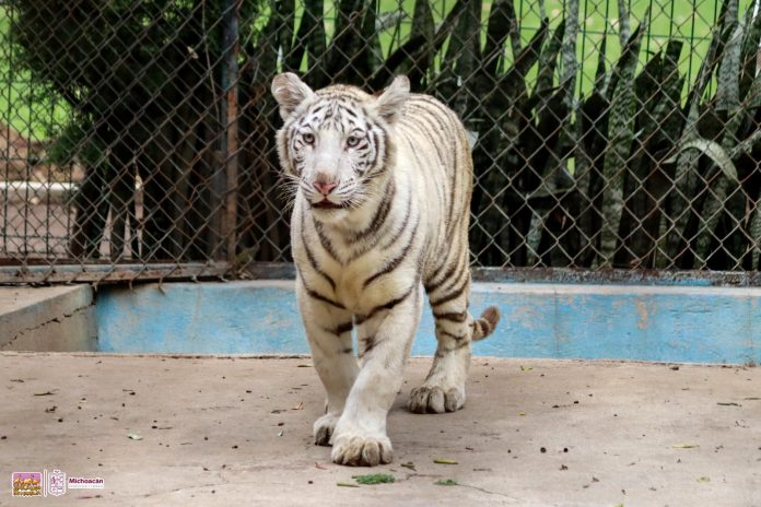 Cría de tigre de bengala, la nueva habitante del Zoológico de Morelia Cría de tigre de bengala, la nueva habitante del Zoológico de Morelia