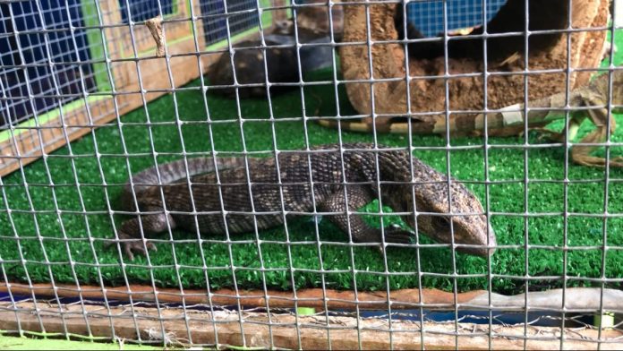 CAA sin apoyo de PROFEPA para retirar venta de especies exóticas en Morelia