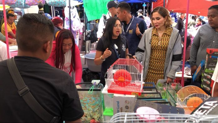 Operativos de retiro de animales se realizarán cada 15 días en Morelia durante 2024