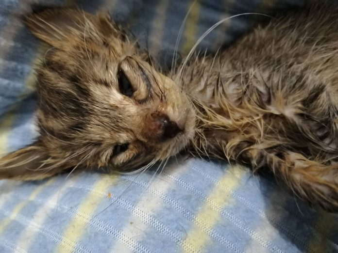 Denuncian que refugio para gatos lucra con el dolor de los animales