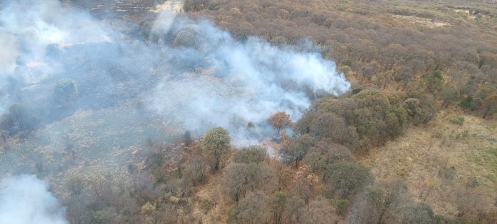 El Centro Estatal del Manejo del Fuego, de la Comisión Forestal de Michoacán (Cofom), informa que el incendio del cerro del Águila El Centro Estatal del Manejo del Fuego, de la Comisión Forestal de Michoacán (Cofom), informa que el incendio del cerro del Águila