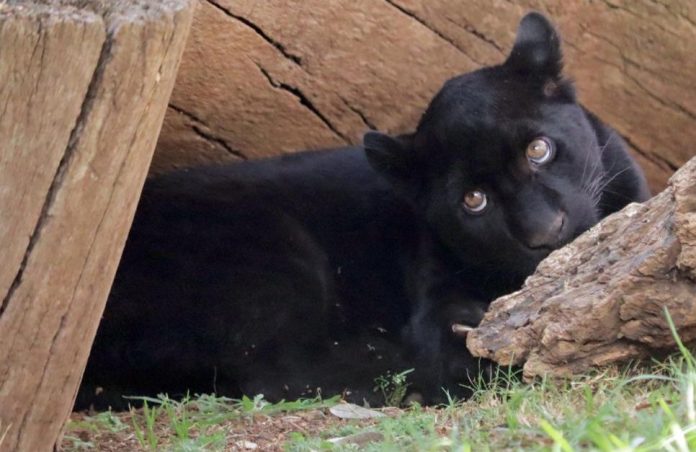 Muere Jaguar Melánico, tras inundación de su albergue; Zoo lo atribuye al OOAPAS Morelia