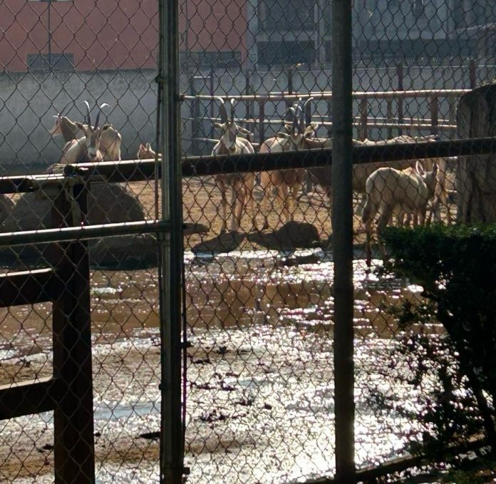 Descarga del OOAPAS inunda la parte norte del Zoo de Morelia; afectados, 50 ejemplares