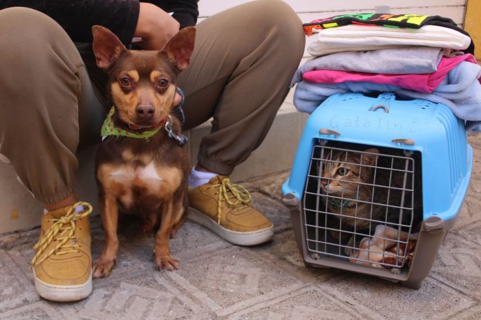 Apoya al rescate de perritos en la Feria de Adopción de Ceconexpo este domingo