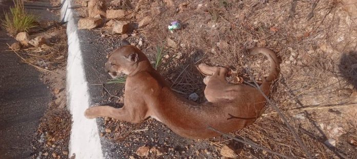 Auxilian a puma herido, en la Autopista Siglo XXI