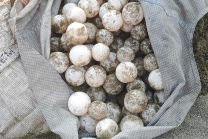 Separa PC a 2 elementos relacionados con robo de huevos de tortuga Separa PC a 2 elementos relacionados con robo de huevos de tortuga