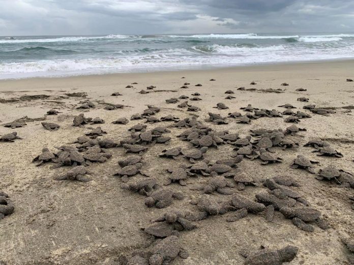 Se liberaron 2.4 millones de crías de tortuga marina en playas de Michoacán