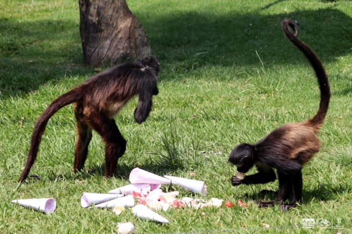 Zoo de Morelia refresca a monos araña con helados por onda de calor