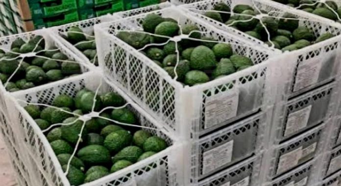 Delincuentes roban más de 40 toneladas de aguacate en dos distintos puntos de Michoacán