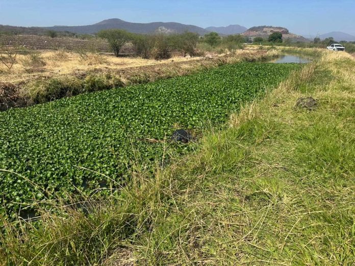 Localizan cadáver en un canal de riego, en Zamora