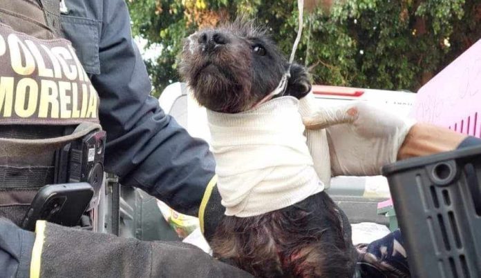Perrito resulta herido durante tiroteo en Lomas de Guayangareo, Morelia
