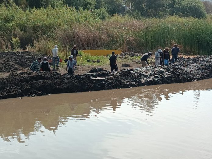 800 huertas de aguacate ilegales están en la ribera del Lago de Pátzcuaro: Alcalde