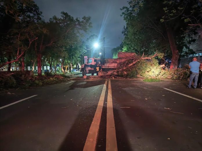 Un árbol caído en avenida Ventura Puente, saldo de lluvias recientes en Morelia