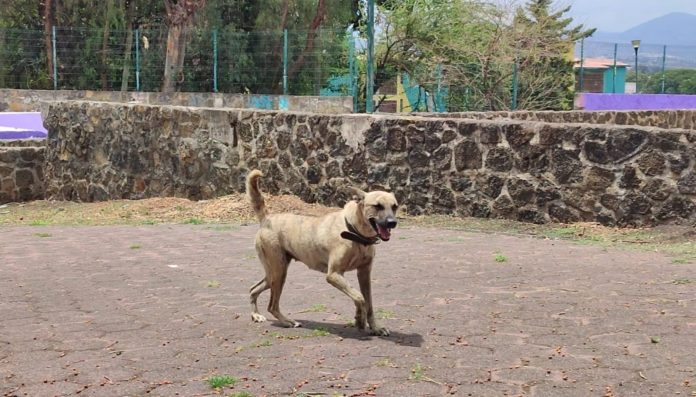 Perros de la calle en Morelia: apedreados, corridos o víctimas de explotación reproductiva