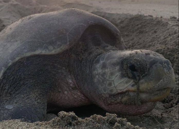 ¡Impresionante! Llegan a playas de Michoacán las primeras tortugas marinas de la temporada