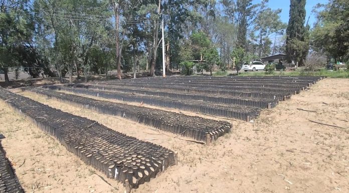 No están “secuestrados” los viveros de COFOM, operan con innumerables carencias No están “secuestrados” los viveros de COFOM, operan con innumerables carencias