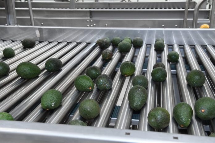 Pérdidas por 510 mdp deja cierre a las fronteras al aguacate michoacano