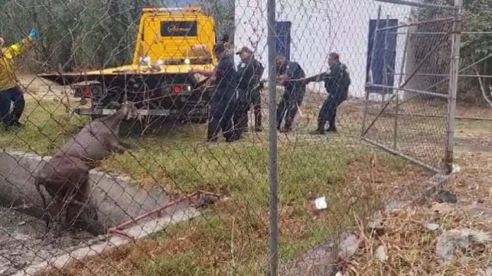 Toro es salvado de morir ahogado en pozo pantanoso del OOAPAS