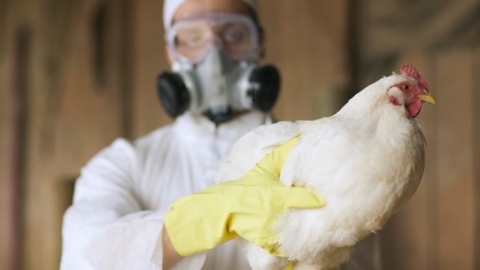 Muere primer hombre contagiado por influenza aviar A (H5N2) en México