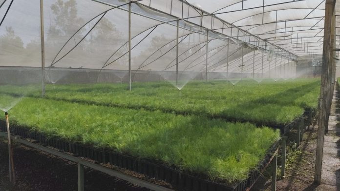 La meta es reforestar 8.5 millones de plantas, se tienen 2.7 millones: SEGOB