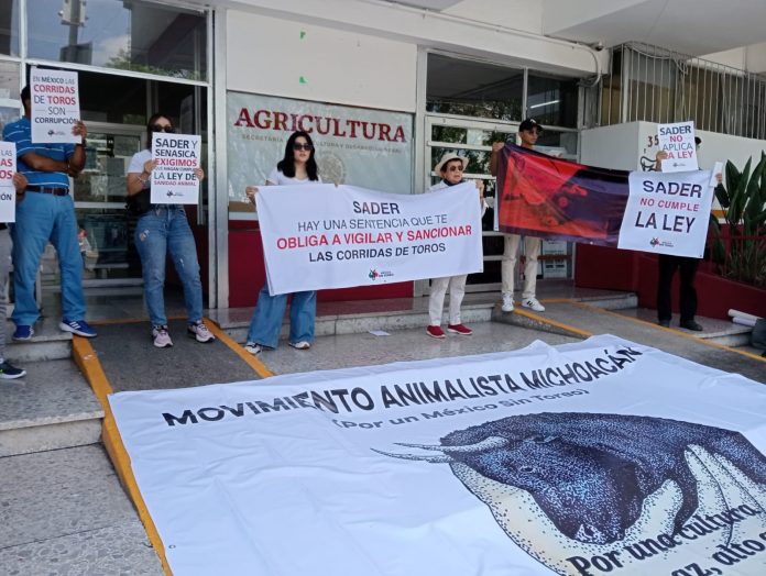Exigen animalistas aplicar la ley y verificar trato a toros de lidia en Michoacán