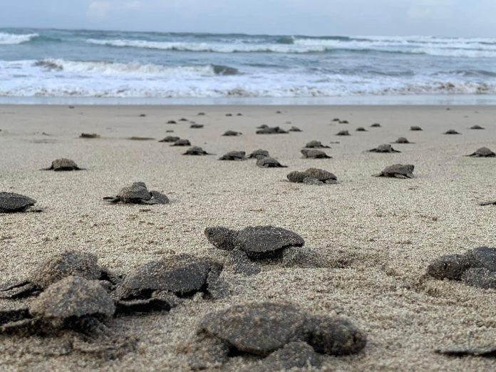 Esperan el nacimiento de 5 millones de tortugas marinas en playas michoacanas