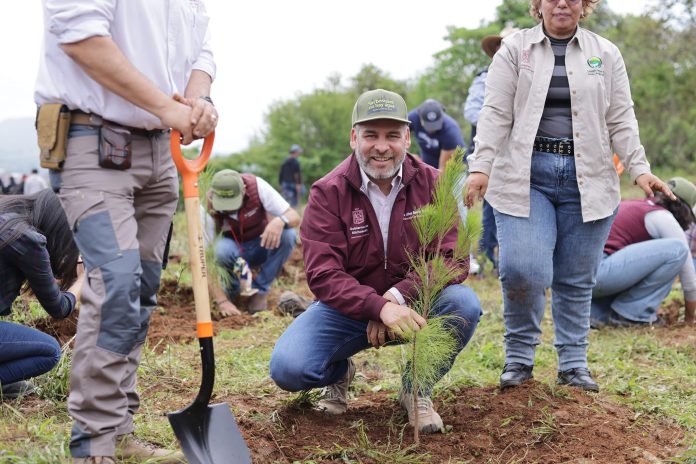 Gobierno de Michoacán deben reforestar árboles de 70 centímetros de altura: Alcalde Morelia Gobierno de Michoacán deben reforestar árboles de 70 centímetros de altura: Alcalde Morelia
