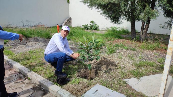 Reforestará ayuntamiento 72 mil árboles en la zona urbana de Morelia