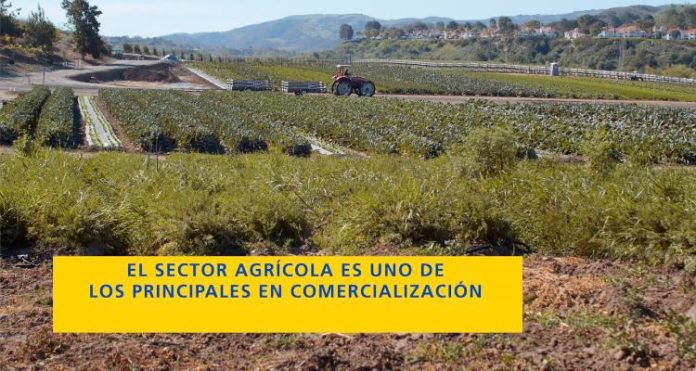 Organización empresarial, clave para la exportación en Michoacán 