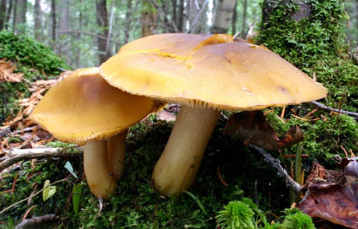 Senguio: Destino de chamanes, con hasta 300 variedades de hongos