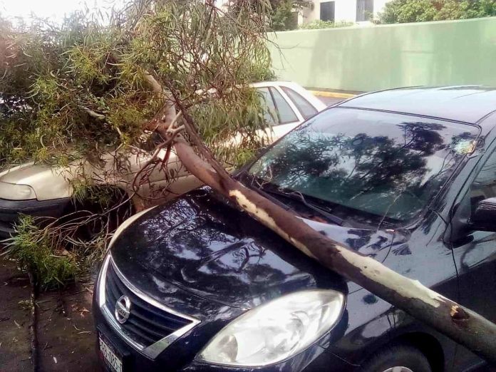 Rama de árbol cae sobre 2 autos en la colonia Vasco de Quiroga, Morelia