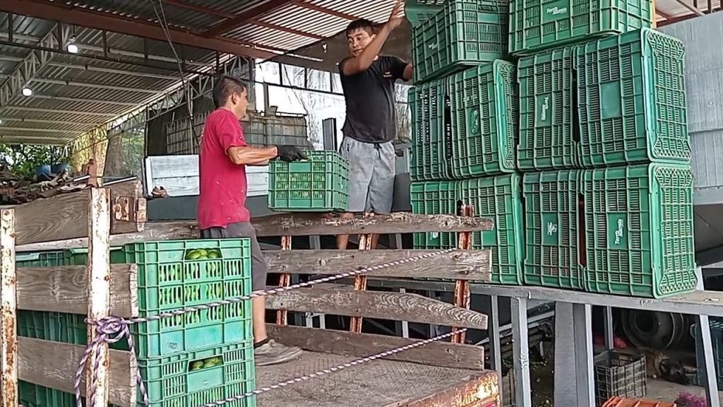 Exigen productores de limón de Apatzingán detener a generadores de violencia