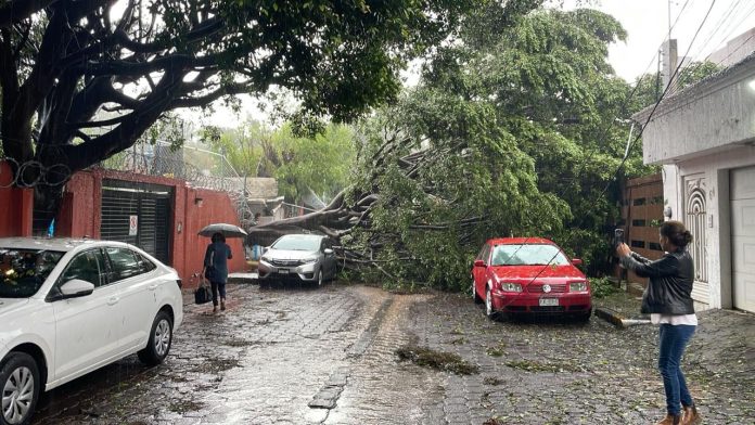 Por lluvia, cinco árboles caídos e inundaciones en vialidades de Morelia