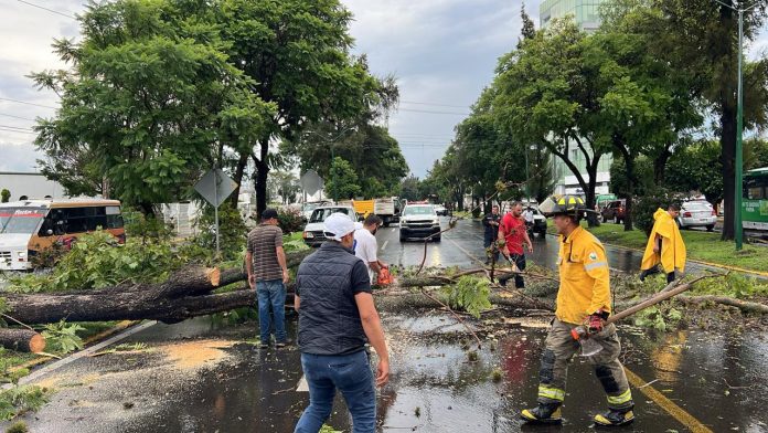 Retira ayuntamiento de Morelia árboles caídos por lluvias