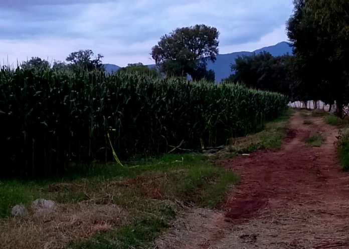 Septuagenario es asesinado a balazos en predio de Tangancícuaro