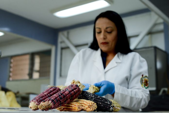 Maíz transgénico y soberanía biocultural y agroalimentaria, tema central del III Festival del maíz que realizará la UMSNH Maíz transgénico y soberanía biocultural y agroalimentaria, tema central del III Festival del maíz que realizará la UMSNH
