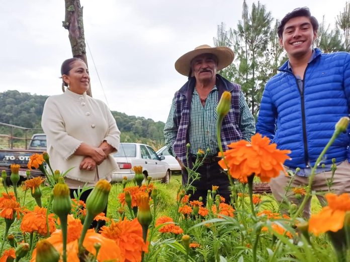 Promueve Gobierno de Quiroga el consumo de cempasúchil del programa Sembrando Vida