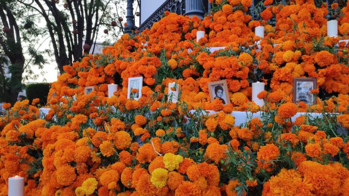 Adornan Morelia para este Día de Muertos con 20 mil flores de cempasúchil