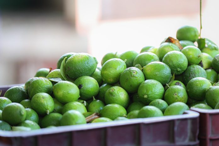 El kilo de limón, en 4 pesos en Tianguis Limonero de Apatzingán