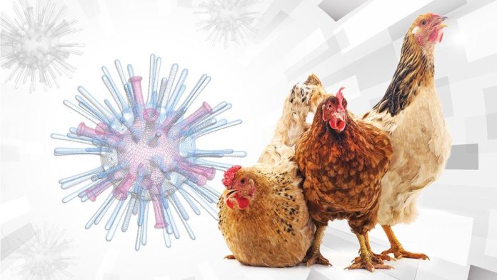 H5N1, un virus que recuerda la importancia de la vigilancia epidemiológica.
