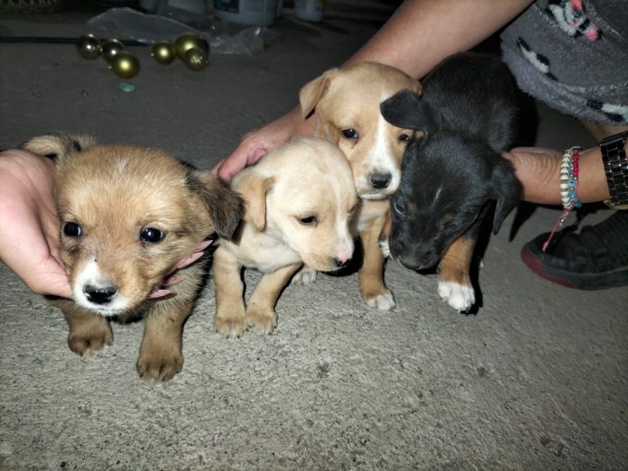 Aumenta 50% reportes de abandono de perros y gatos tras las fiestas