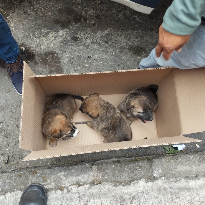 Aseguró FGE cinco cachorros abandonados, durante operativo de Día de Reyes