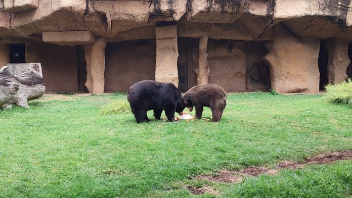 Sale por primera vez a exhibición, cría de oso negro en el Zoológico de Morelia
