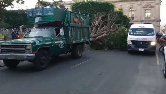 Vehículo recolector de basura daña pieza de cantera al chocar contra árbol en Plaza de Armas de Morelia