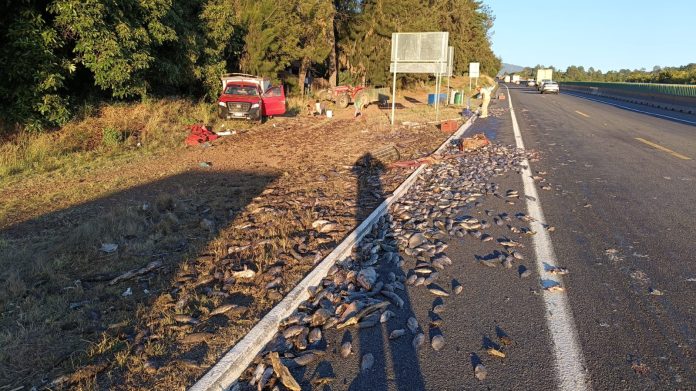 Una camioneta cargada con pescados se salió de la carpeta asfáltica al circular sobre la autopista Siglo XXI,