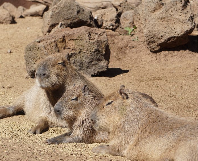 A partir del próximo 16 de abril, el Zoológico de Morelia abrirá la convivencia de los visitantes con los capibaras,