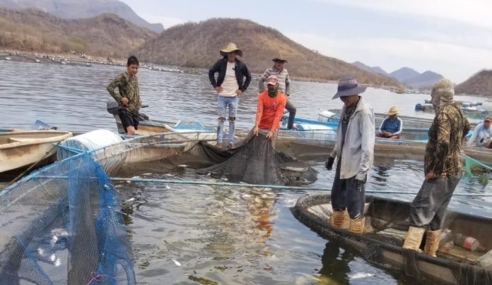 Fenómeno natural baja el oxígeno en el agua y afecta producción de tilapia en Tiquicheo: Compesca