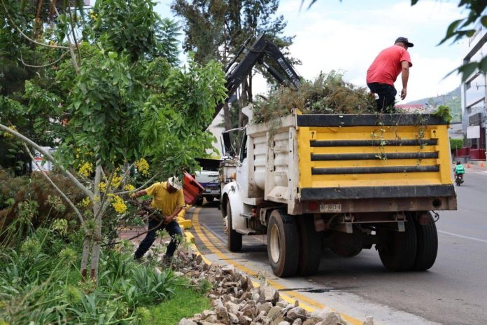 El secretario de Servicios Públicos de Morelia, Netzahualcóyotl Vázquez Vargas, informó que aproximadamente 20 mil árboles del municipio presentan